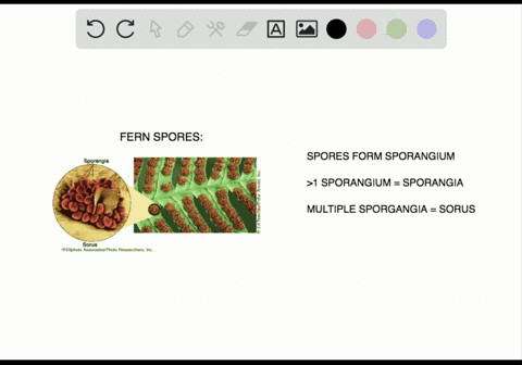 what-structure-contains-clusters-of-sporangia-a-sorus-b-frond-c-stem-d-blade