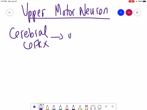 what-is-the-target-of-an-upper-motor-neuron-a-cerebral-cortex-b-lower-motor-neuron-c-skeletal-muscle