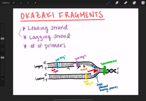 difference between okazaki fragment and lagging strand