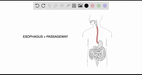 which-association-is-incorrect-a-mouth-starch-digestion-b-esophagus-protein-digestion-c-small-intest