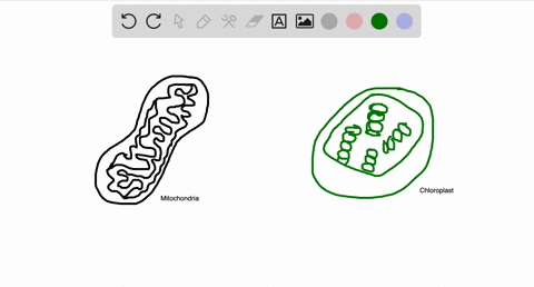which-evidence-do-you-think-is-most-important-for-the-endosymbiont-hypothesis-why