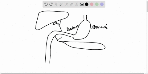 obstruction-of-the-hepatopancreatic-sphincter-impairs-digestion-by-reducing-the-availability-of-a-bi