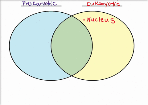 which-of-the-following-would-not-be-found-in-prokaryotic-cells-a-cell-wall-b-ribosomes-c-plasma-me-2