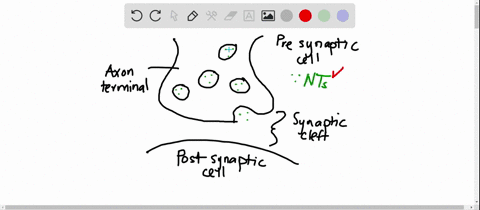 neurotransmitters-are-released-by-________-a-axon-terminals-b-the-cell-body-c-dendrites-d-the-myelin