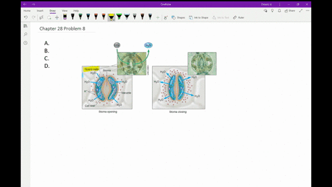 when-guard-cells-swell-__________-a-transpiration-ceases-b-sugars-enter-phloem-c-stomata-open-d-root