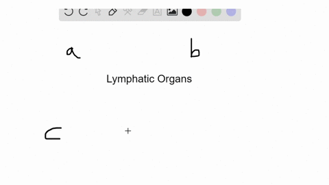 identify-the-lymphatic-organ-in-the-key-that-matches-the-description-some-answers-may-be-used-more-2