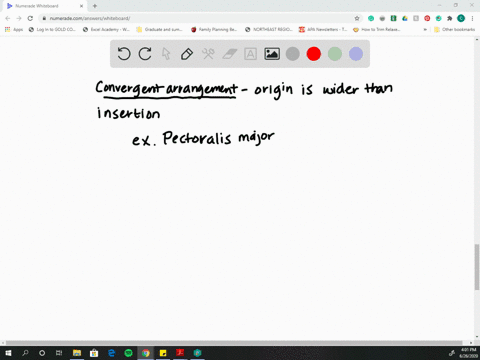 which-muscle-has-a-convergent-pattern-of-fascicles-a-biceps-brachii-b-gluteus-maximus-c-pectoralis-m