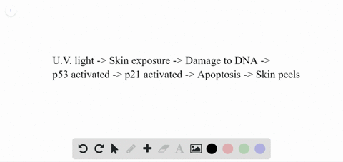 the-diagram-illustrates-the-role-of-p53-in-response-to-uv-exposure-what-would-be-the-result-of-a-mut