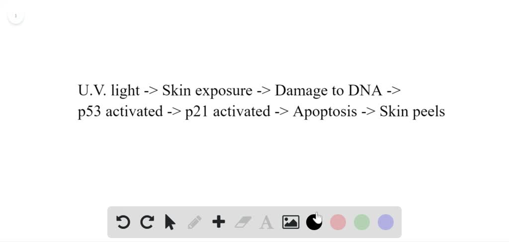 SOLVED:The diagram illustrates the role of p53 in response to UV ...