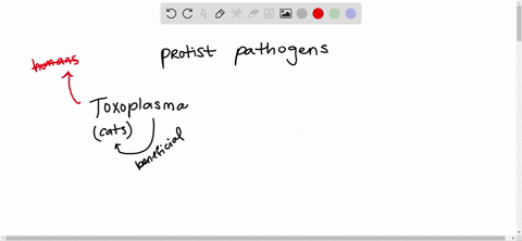which-species-does-not-cause-human-disease-a-toxoplasma-gondii-b-entamoeba-histolytica-c-dictyosteli