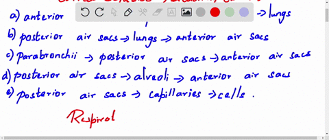 in-a-bird-the-correct-sequence-for-a-breath-of-air-is-a-anterior-air-sacs-longrightarrow-posterior-a