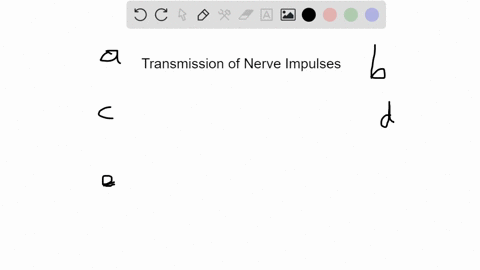 transmission-of-a-nerve-impulse-to-its-target-cell-requires-a-endocytosis-of-neurotransmitters-by--2