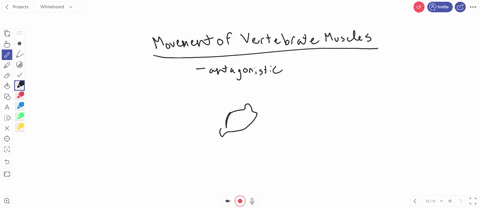 the-movement-of-vertebrate-muscles-is-a-controlled-primarily-by-cartilaginous-joints-with-agonist-mu
