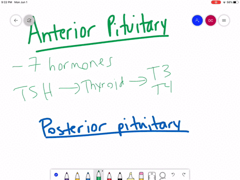 name-and-describe-a-function-of-one-hormone-produced-by-the-anterior-pituitary-and-one-hormone-produ