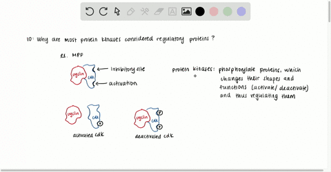 why-are-most-protein-kinases-considered-regulatory-proteins