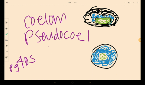 a-body-cavity-fully-lined-with-tissue-derived-from-mesoderm-is-a-_______