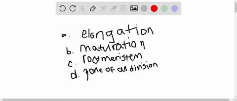 newly-formed-root-cells-begin-to-form-different-cell-types-in-the-___________-a-zone-of-elongation-b