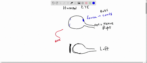 from-your-experimentation-with-figure-2615-is-your-blind-spot-located-noseward-from-your-fovea-or-to