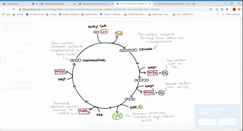 after-glucose-is-fully-oxidized-by-glycolysis-pyruvate-processing-and-the-citric-acid-cycle-where-is