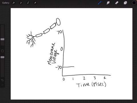 when-there-is-a-negative-charge-inside-an-axon-and-a-positive-charge-outside-it-the-neuron-is-a-in-t