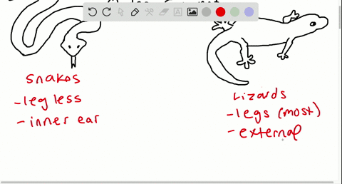 what-characteristics-differentiate-lizards-and-snakes