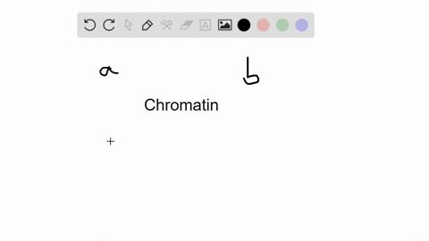 what-is-chromatin-a-the-histone-containing-protein-core-of-the-nucleosome-b-the-30-nm-fiber-c-the--2