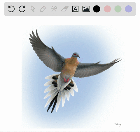 the-passenger-pigeon-once-the-most-common-bird-in-north-america-was-driven-to-extinction-by-a-pollut