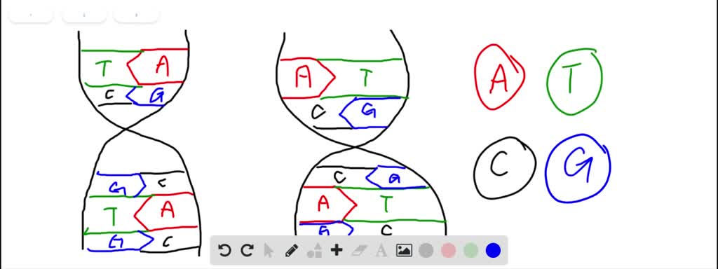 SOLVED Translation takes place in the of all cells a nucleus b 