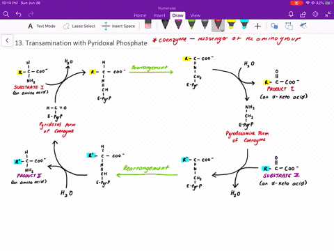 recall-draw-the-mechanism-of-transamination-with-pyridoxal-phosphate