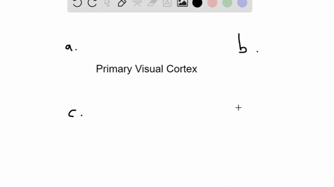 visual-stimuli-in-the-upper-left-visual-field-will-be-processed-in-what-region-of-the-primary-visual