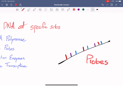 dna-is-cut-at-specific-sites-by-_______-a-dna-polymerase-b-dna-probes-c-restriction-enzymes-d-revers