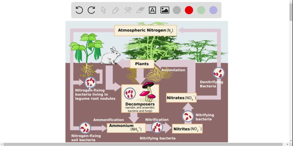 Tumbuhan Menyerap Nitrogen Dalam Bentuk