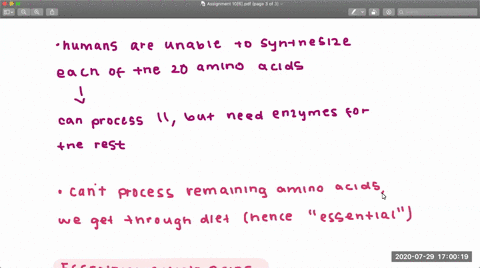 why-are-certain-amino-acids-defined-as-essential-for-human-beings