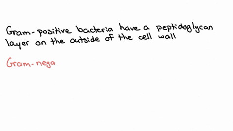 penicillin-works-by-interfering-with-the-ability-of-bacteria-to-polymerize-the-peptidoglycan-cell-wa