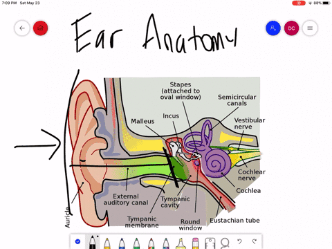 the-middle-ear-is-separated-from-the-inner-ear-by-the-a-oval-window-c-round-window-b-tympanic-membra