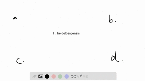 h-heidelbergensis-is-generally-considered-part-of-which-group-a-neanderthals-b-h-sapiens-c-cro-magno