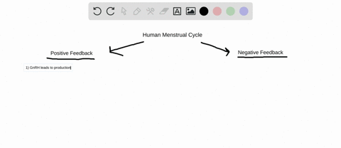 give-examples-of-negative-feedback-and-positive-feedback-in-hormonal-control-of-the-human-menstrual-