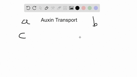 a-characteristic-of-auxin-iaa-transport-is-a-iaa-moves-by-polar-transport-from-the-base-of-a-tissu-2