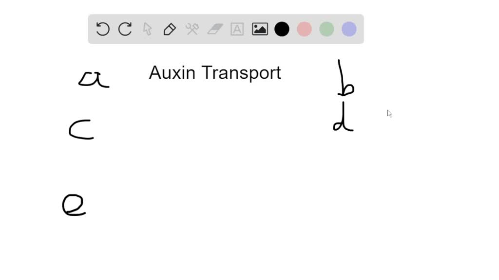 SOLVED:A Characteristic Of Auxin (IAA) Transport Is: A. IAA Moves By ...