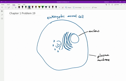 SOLVED:Draw an idealized animal cell, and identify the parts by name and  function.