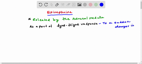 under-what-circumstances-is-epinephrine-released
