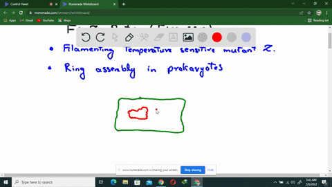 what-do-you-predict-would-be-the-consequence-of-a-mutation-in-ftsz-that-disrupts-the-function-of-the