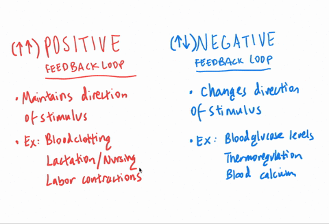 positive feedback mechanism blood clotting