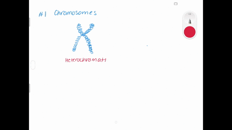 the threadlike structures made of dna molecules that contain genes are called