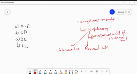 which-one-of-the-following-does-not-constitute-a-part-of-single-uriniferous-tubule-a-distal-convolut
