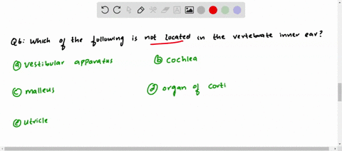 which-of-the-following-is-not-located-in-the-vertebrate-inner-ear-a-vestibular-apparatus-b-cochlea-c