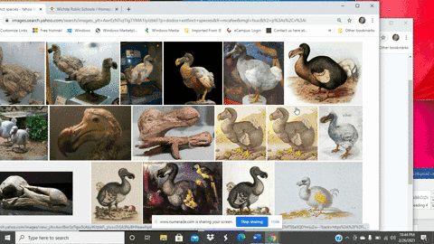 dodos-were-driven-to-extinction-___-a-when-humans-arrived-in-north-america-b-by-overharvesting-and-i