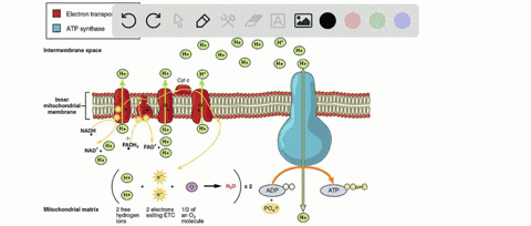 the-immediate-result-of-the-electron-transport-chain-is-a-water-is-produced-b-atp-is-produced-c-lact