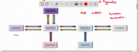 write-the-balanced-equation-for-the-sequential-conversion-of-glucose-to-pyruvate-and-of-pyruvate-to-