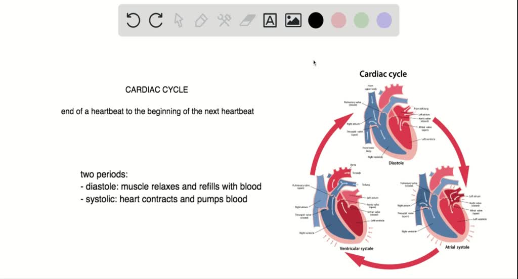 ⏩SOLVED:Describe The Cardiac Cycle. Why Is The Sinoatrial Node… | Numerade